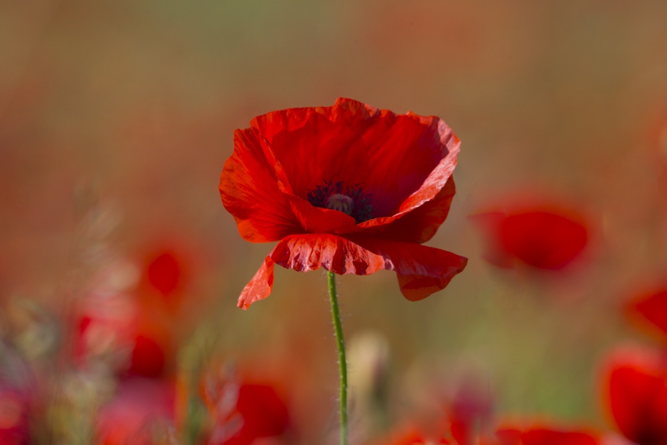 remembrance day
